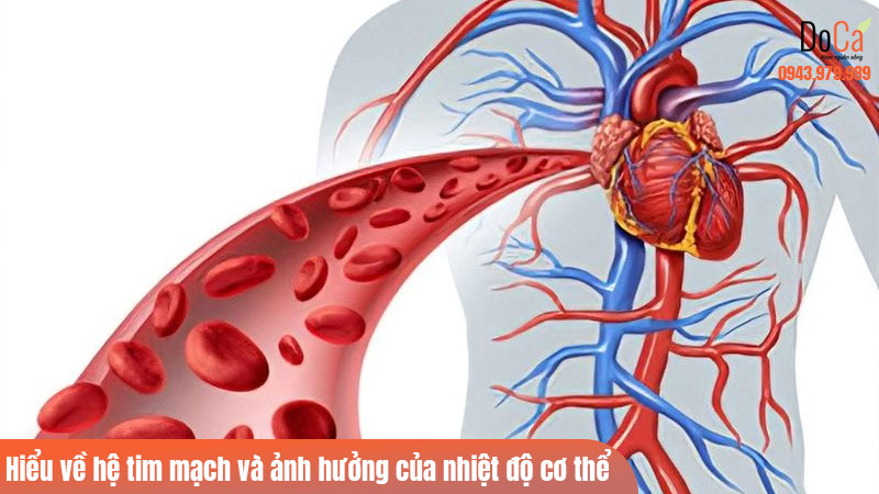 Hiểu về hệ tim mạch và ảnh hưởng của nhiệt độ cơ thể